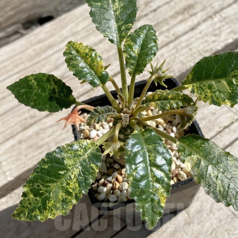 SH7525 Dorstenia hybrid f. variegata