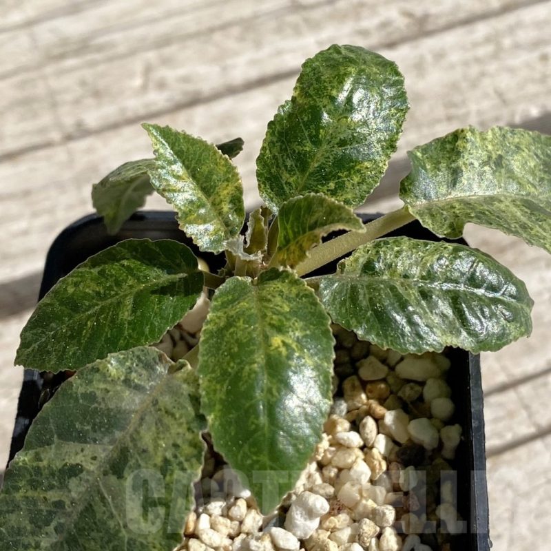 SH7526 Dorstenia hybrid f. variegata