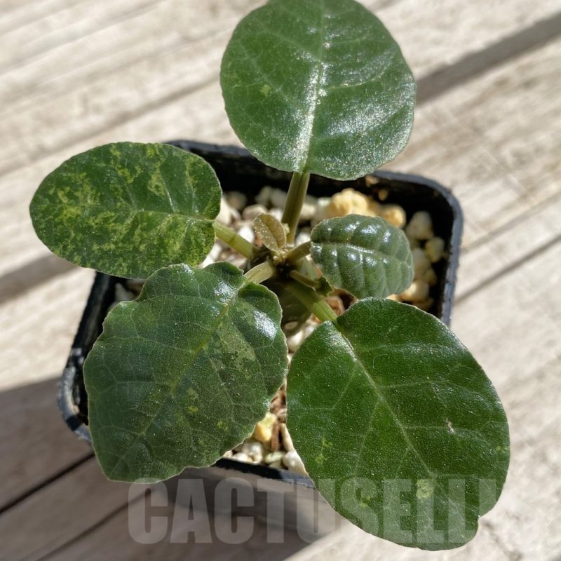 SH7527 Dorstenia foetida f. variegata