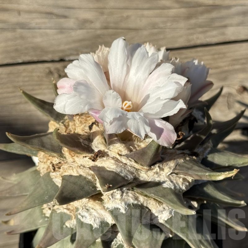 SH753 Ariocarpus retusus, grafted