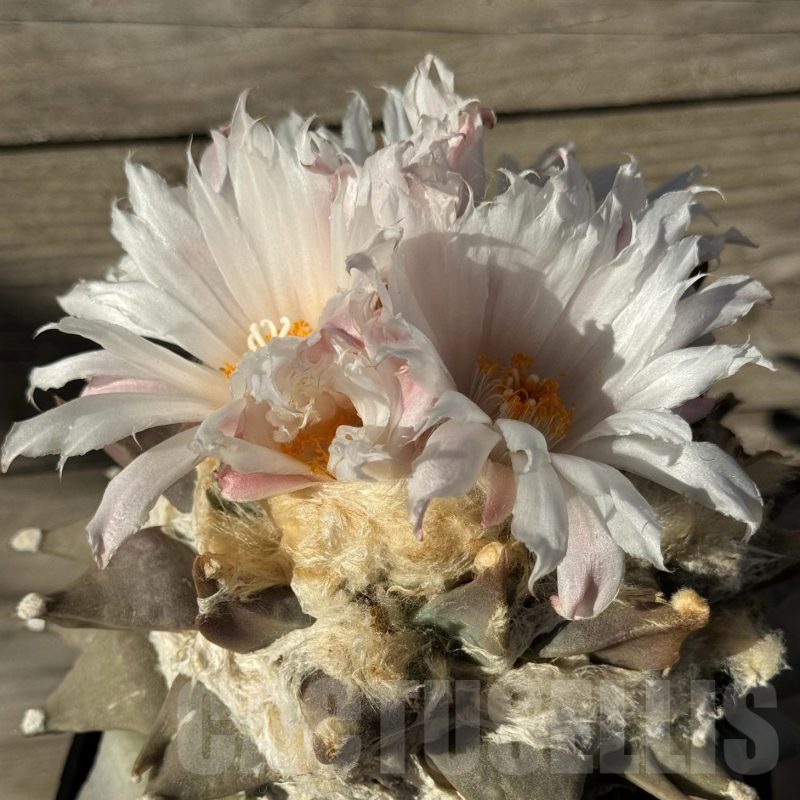 SH754 Ariocarpus retusus, grafted