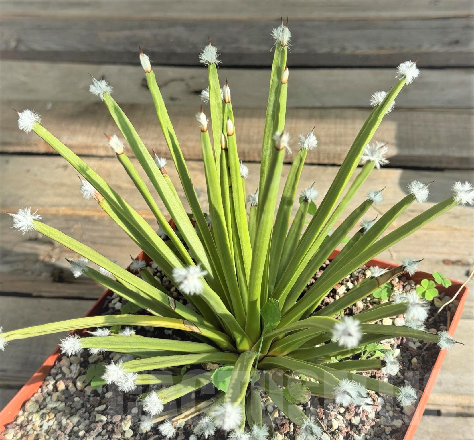 SH7576 Agave albopilosa