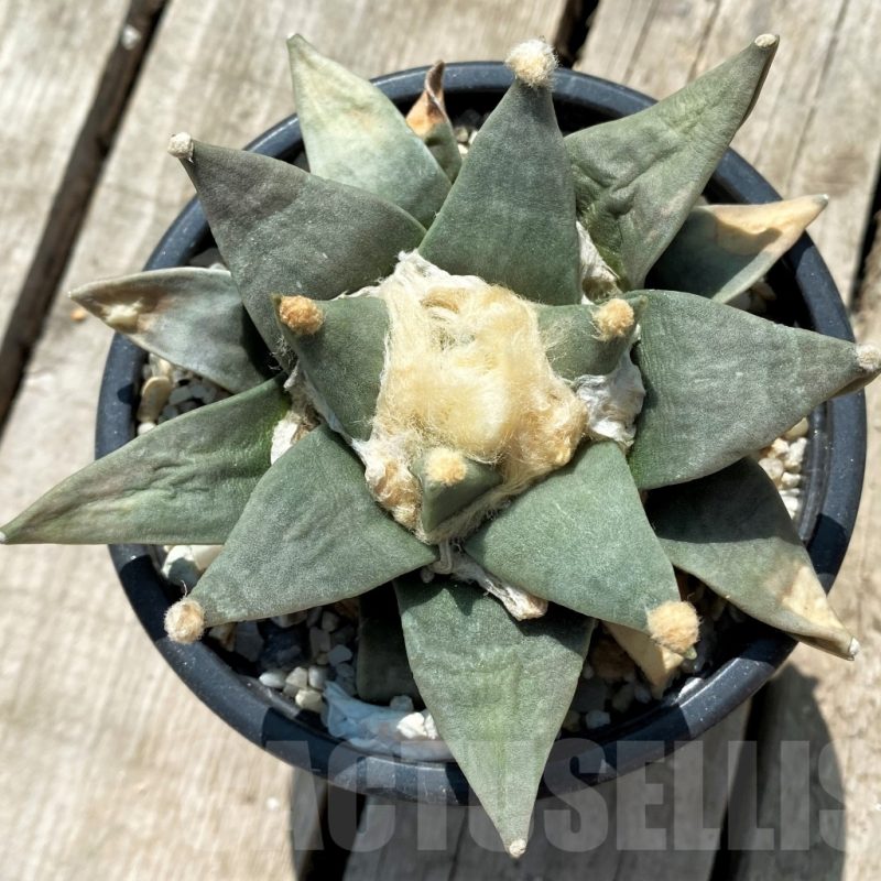 SH759 Ariocarpus retusus, own roots