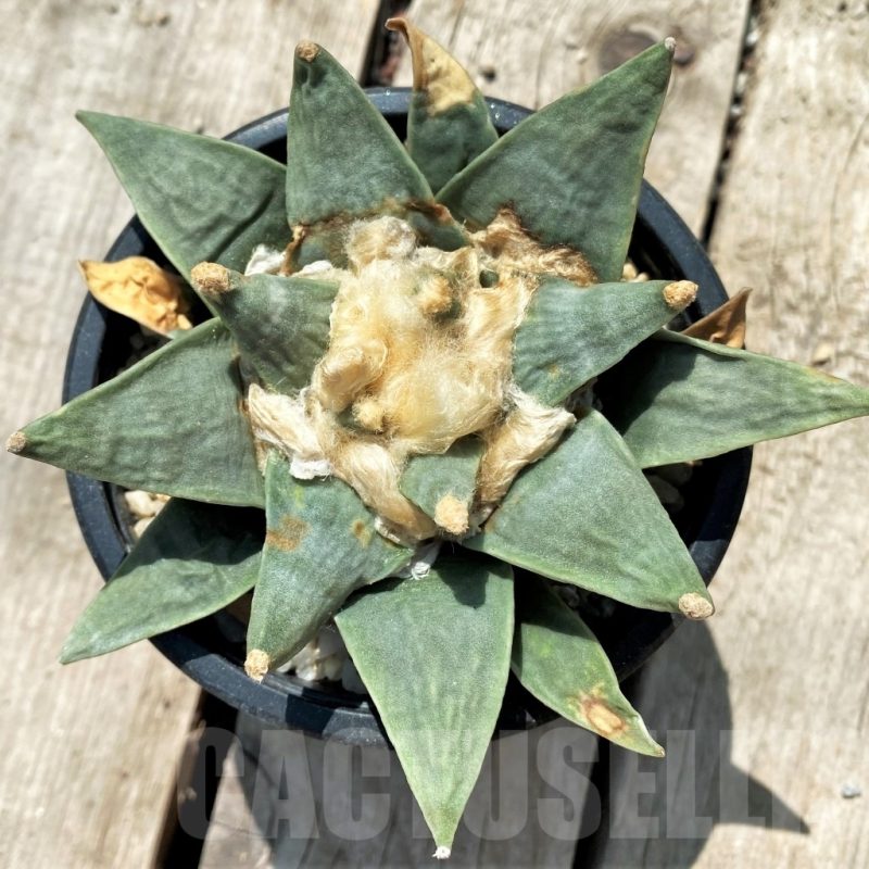 SH760 Ariocarpus retusus, own roots