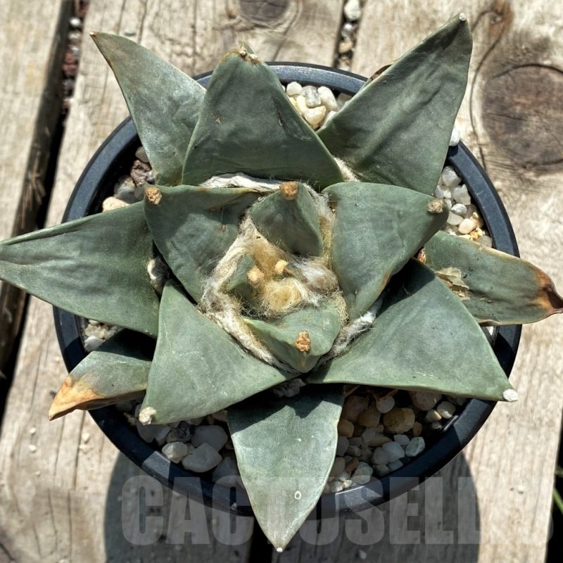 SH771 Ariocarpus retusus