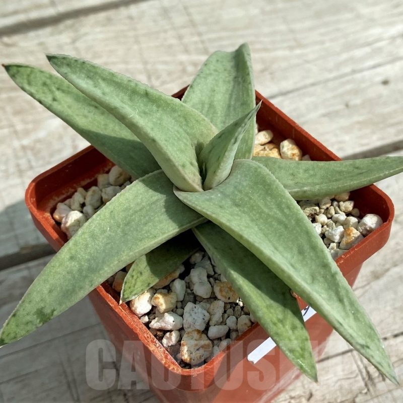 SH7819 Gasteraloe 'Sushak's White'