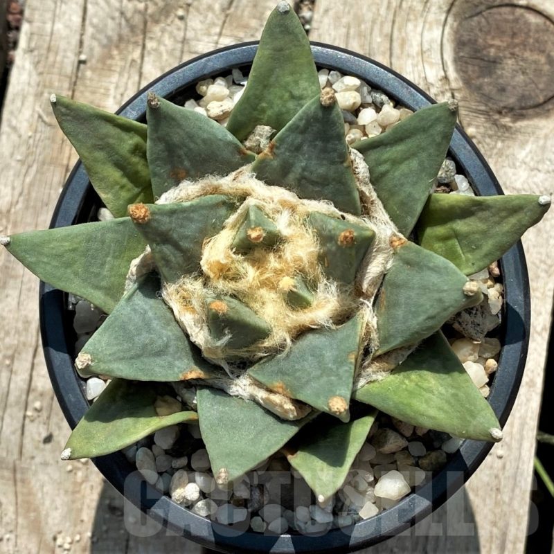 SH804 Ariocarpus retusus old 15 yaers own roots