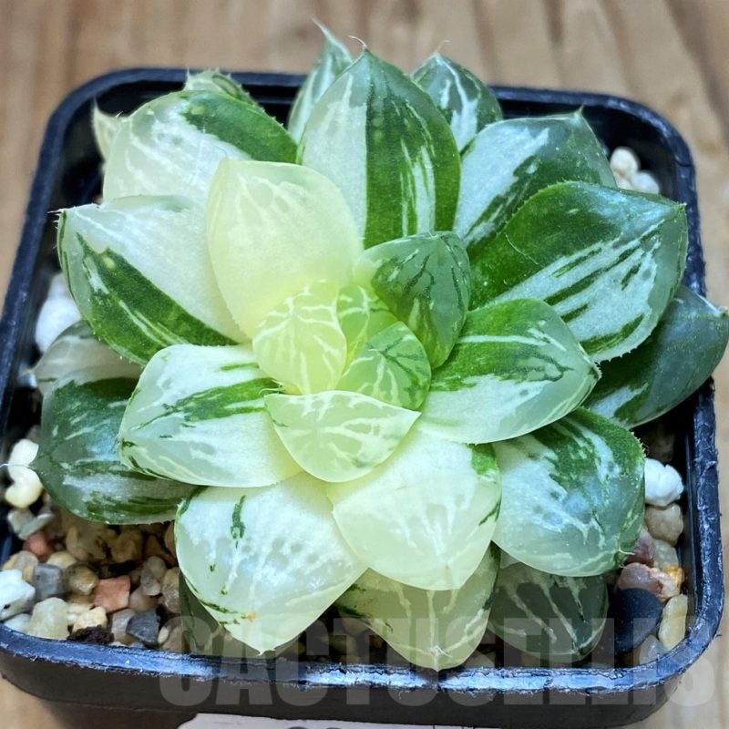 SH8058 Haworthia obtusa 'Marin' f. variegata