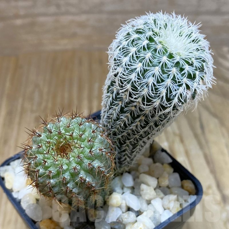 SH8376 Frailea mix, 2 plants