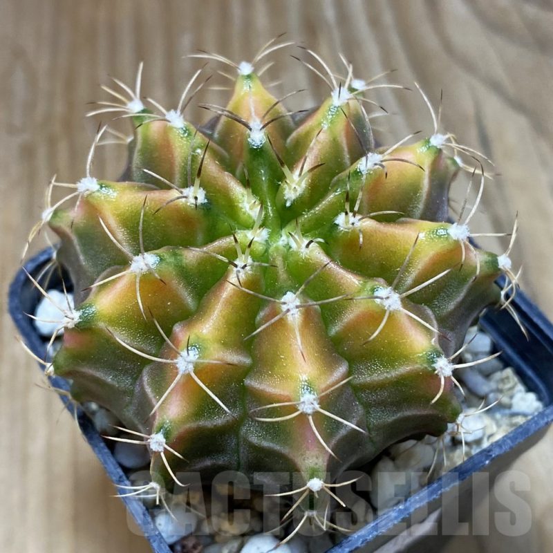 SH8377 Gymnocalycium mihanovichii ‘Neon’ hybrid, seedling