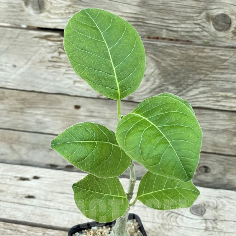 SH8442 Fockea multiflora ES 2024B