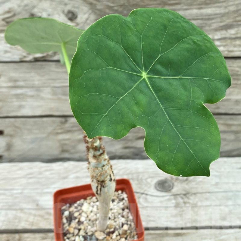 SH8445 Jatropha podagrica