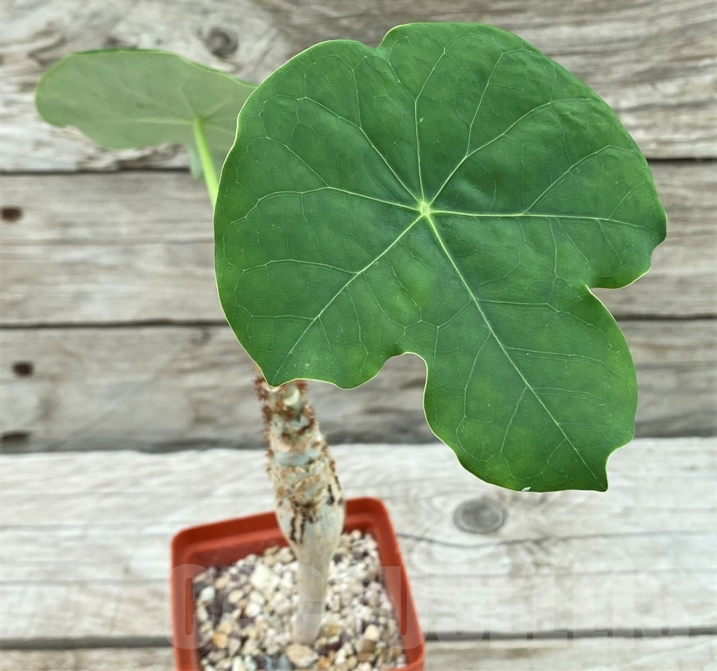SH8445 Jatropha podagrica