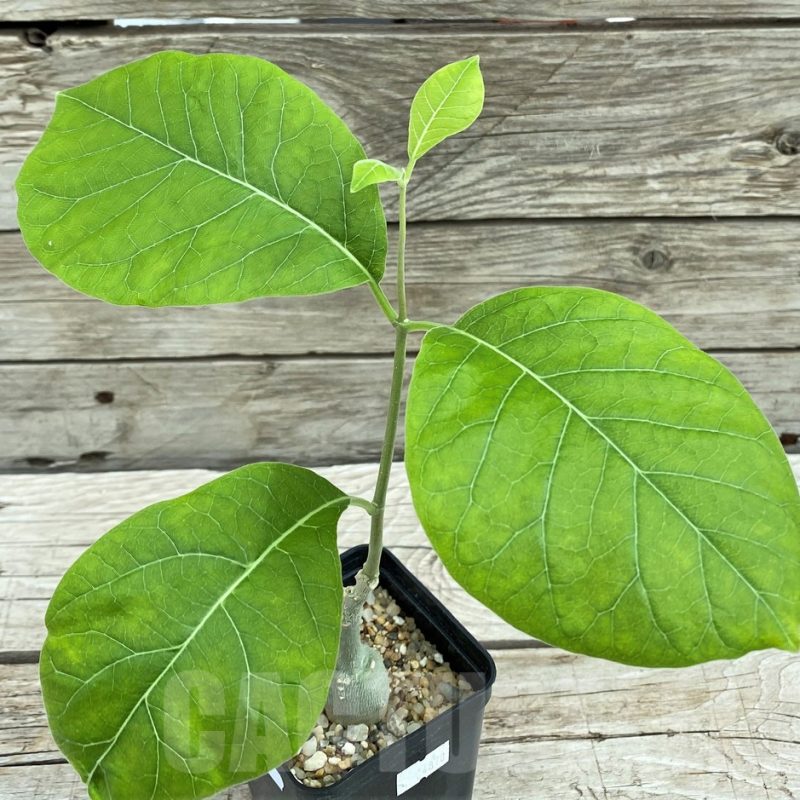SH8449 Fockea multiflora ES2024B, Tanzania
