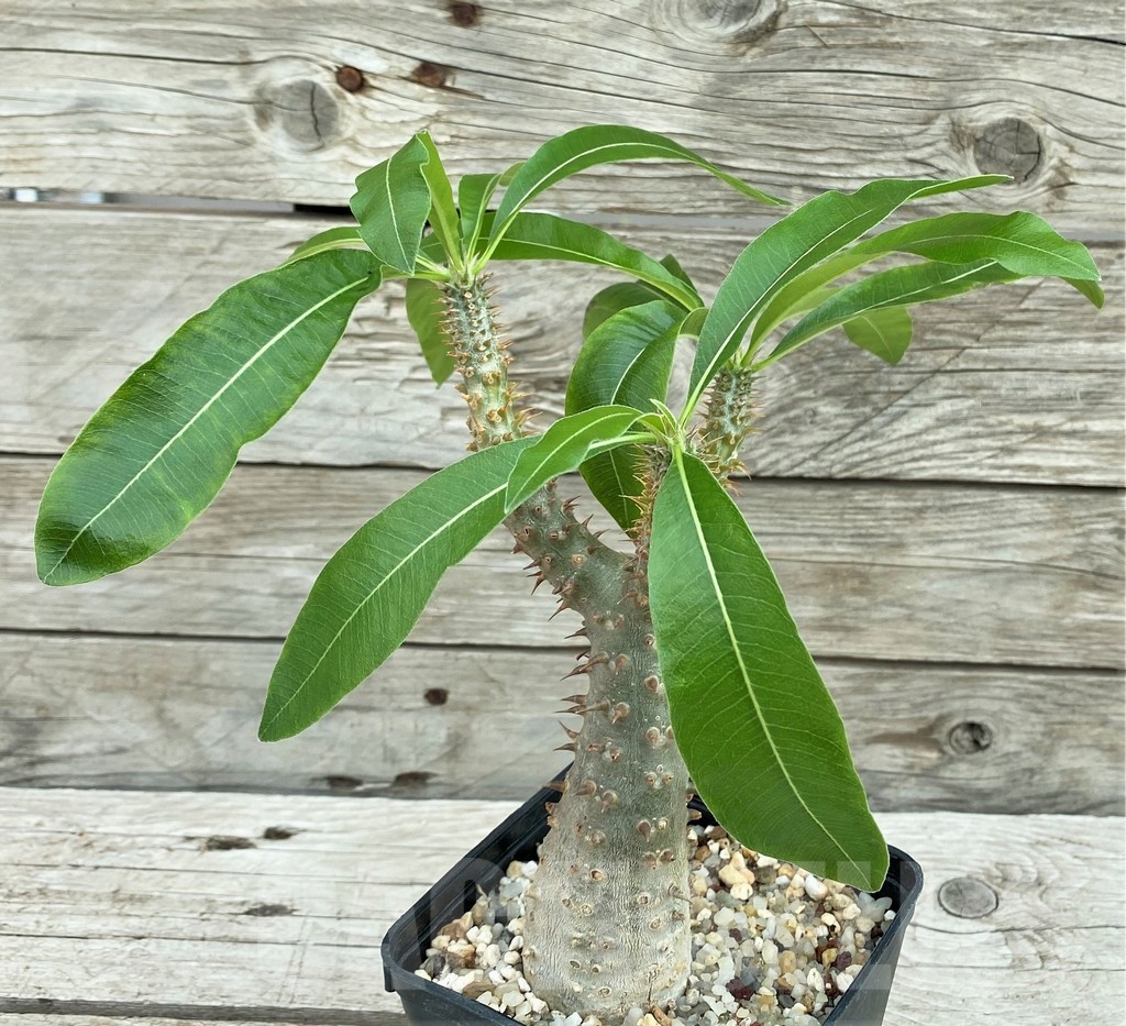 SH8455 Pachypodium rosulatum ssp. makayense -Madagascar-