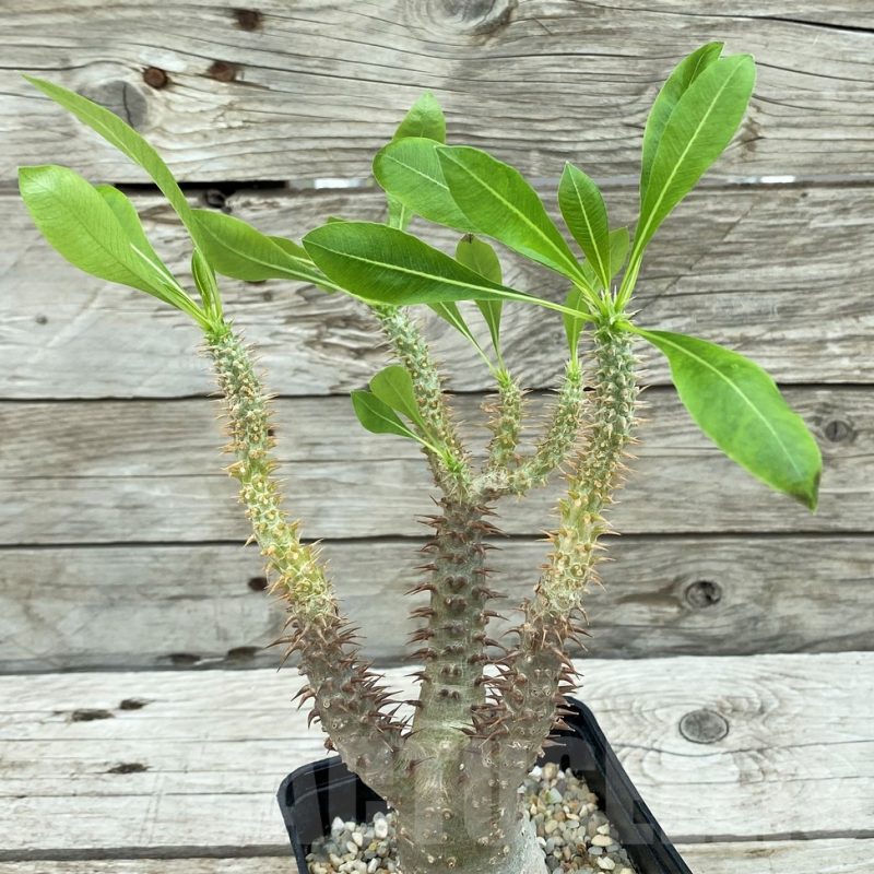 SH8456 Pachypodium rosulatum ssp. makayense -Madagascar-