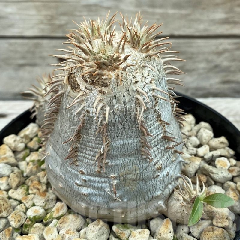 SH8457 Pachypodium eburneum