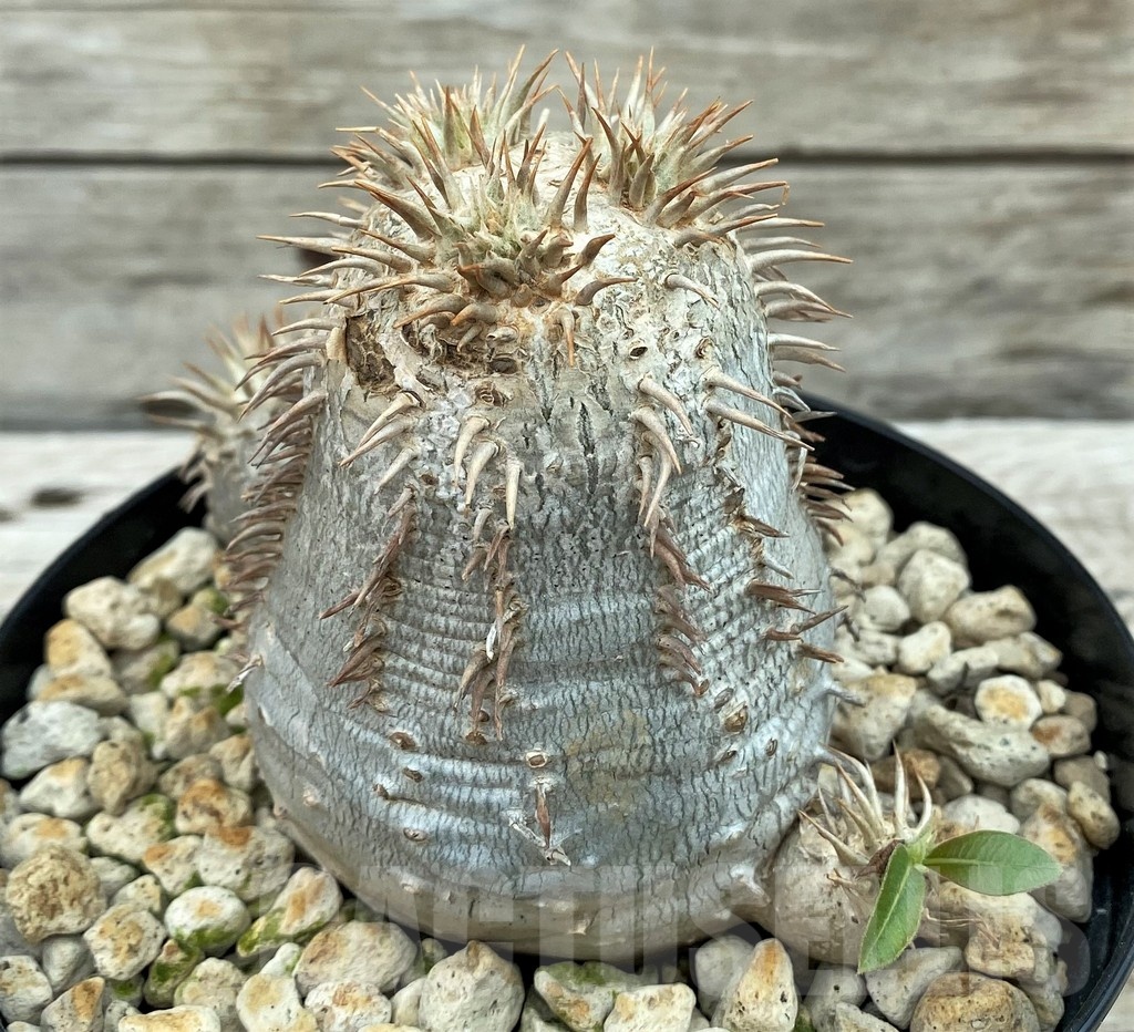 SH8457 Pachypodium eburneum