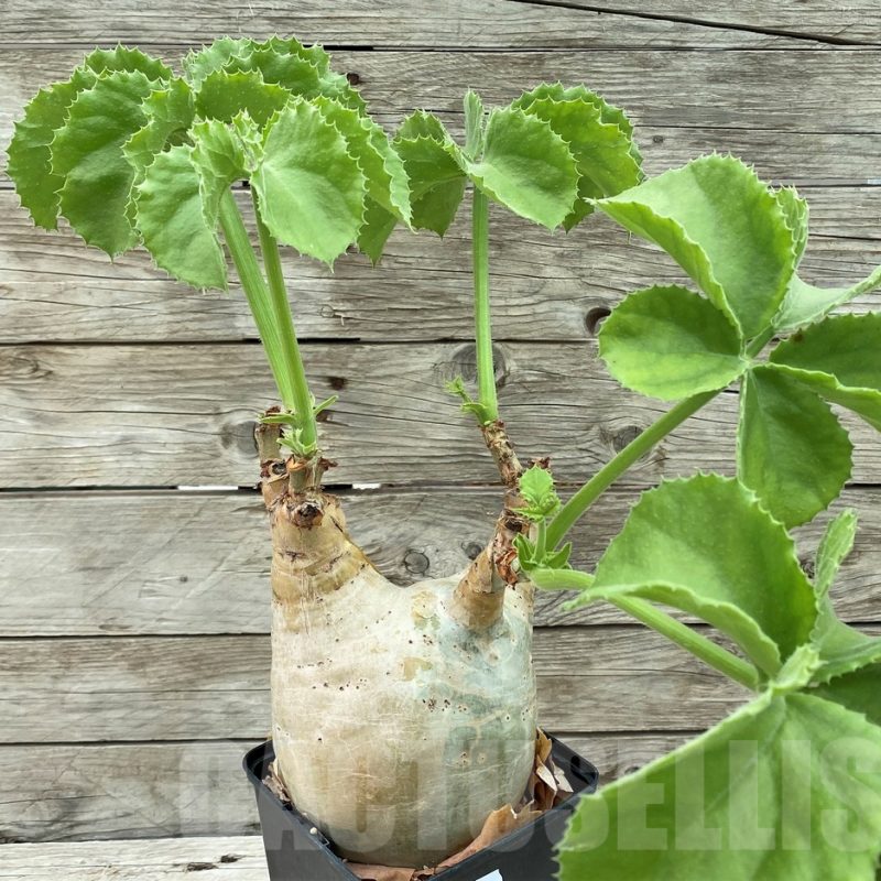 SH8460 Cyphostemma uter v. macropus