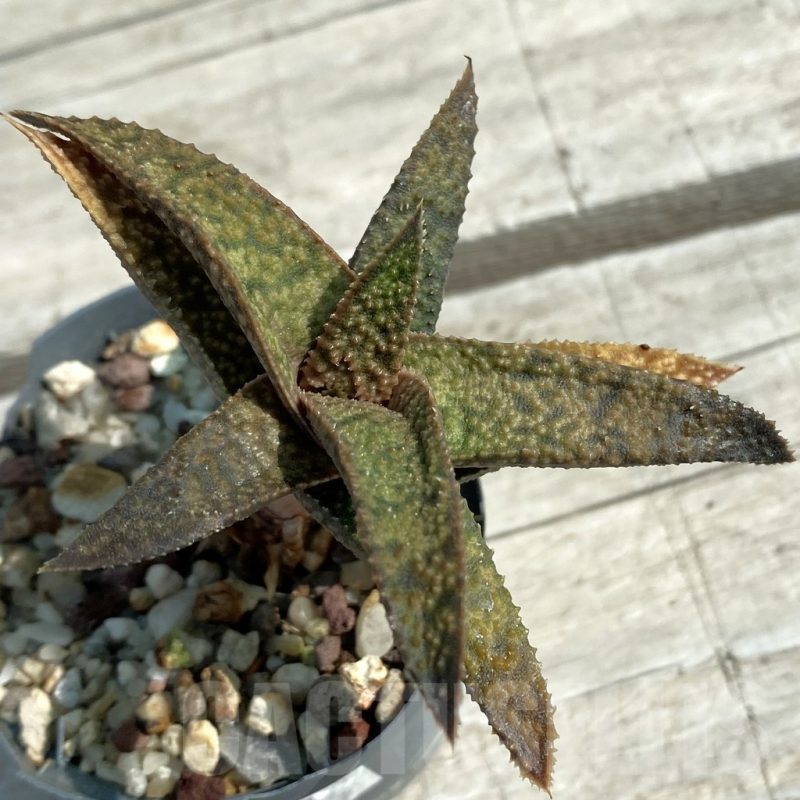 SH8465 Aloe ‘Vito’ x Gasteria armstrongii