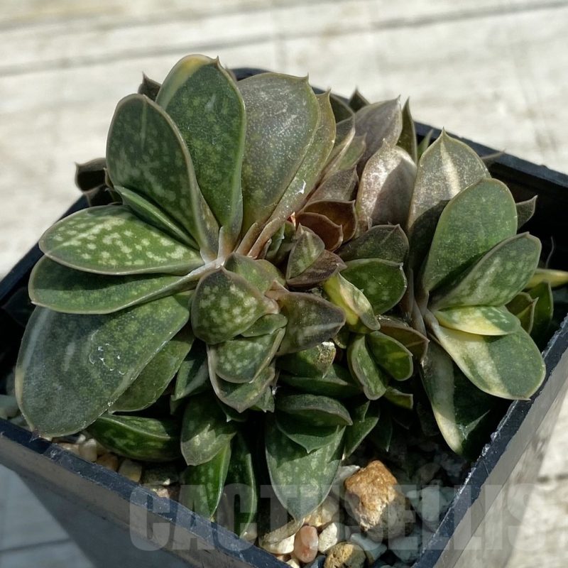 SH8468 Gasteria maculata f. variegata IB 13016