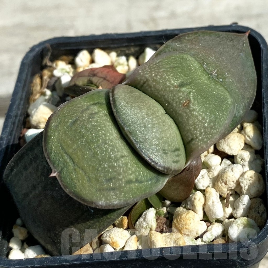 SH8474 Gasteria glomerata hybrid