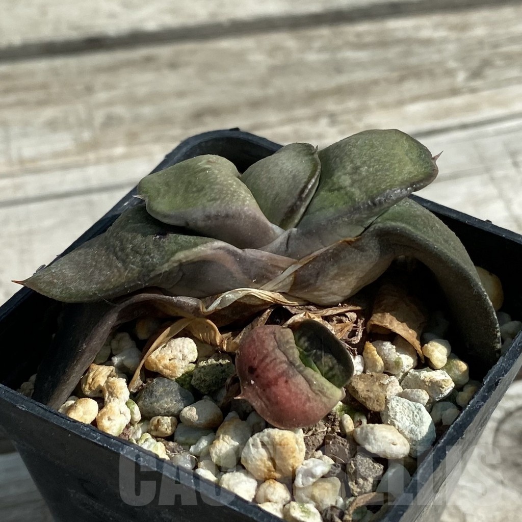 SH8474 Gasteria glomerata hybrid - 画像 (2)