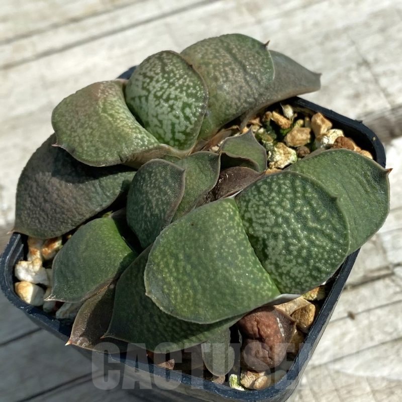 SH8481 Gasteria armstrongii hybrid, 2 plants
