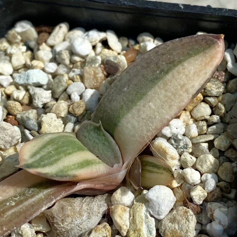 SH8483 Gasteria hybrid f. variegata, seedling