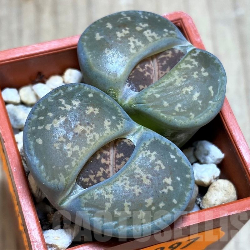 SH997 Lithops lesliei ssp. lesliei v. lesliei C018 -Near Stella, South Africa-