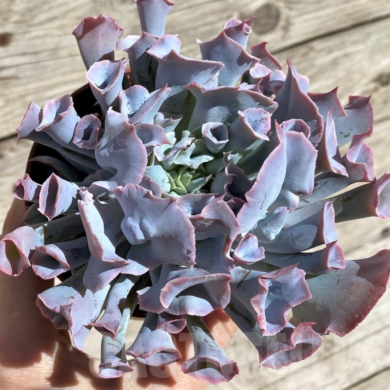 SHND2906 Echeveria 'Trumpet Pinky'