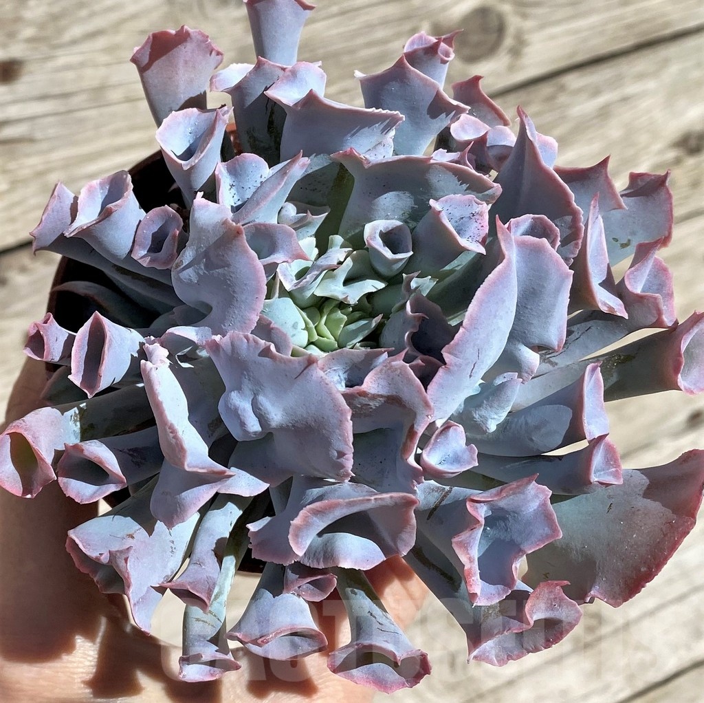 SHND2906 Echeveria 'Trumpet Pinky'