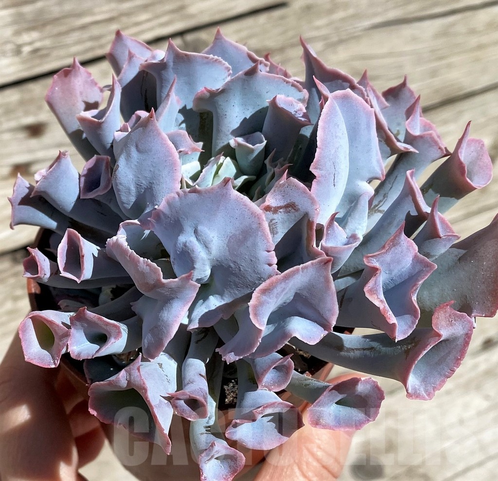 SHND2906 Echeveria 'Trumpet Pinky' - Image 2