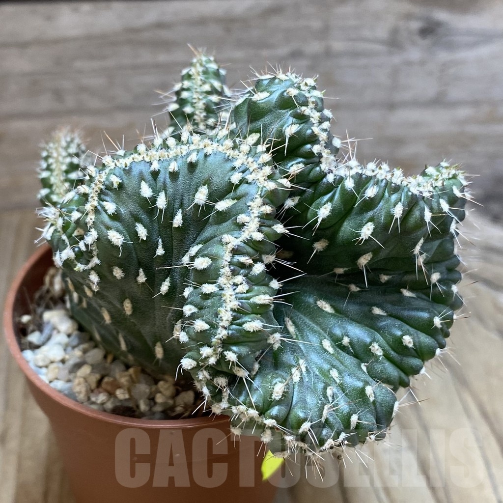 SHND5459 Opuntia fulgida f. cristata - Image 2