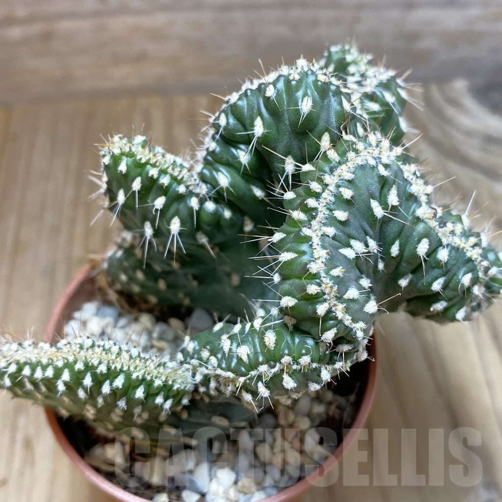 SHND5459 Opuntia fulgida f. cristata