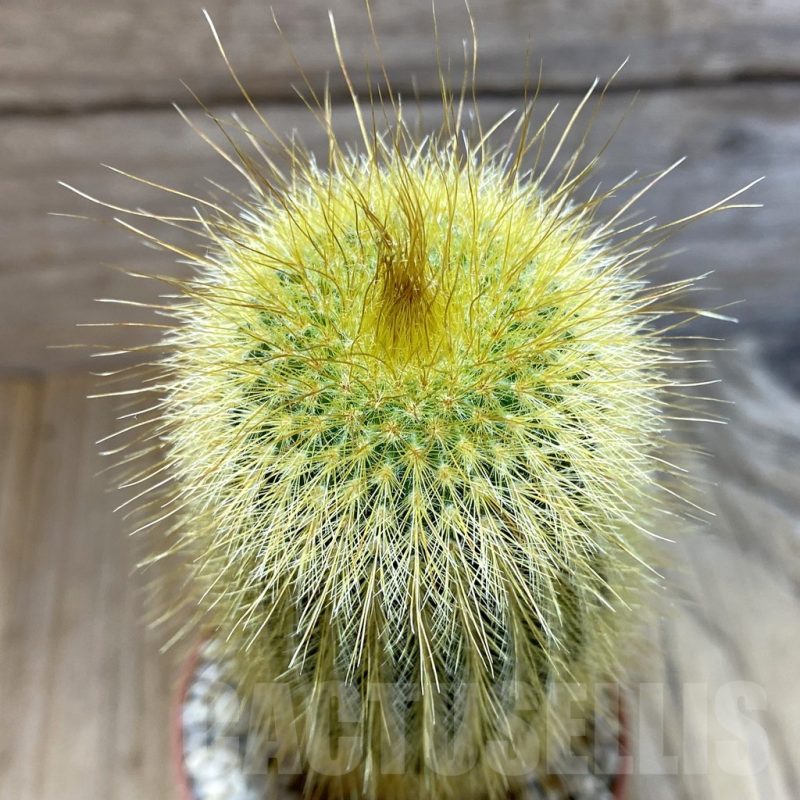 SHND5471 Notocactus leninghausii