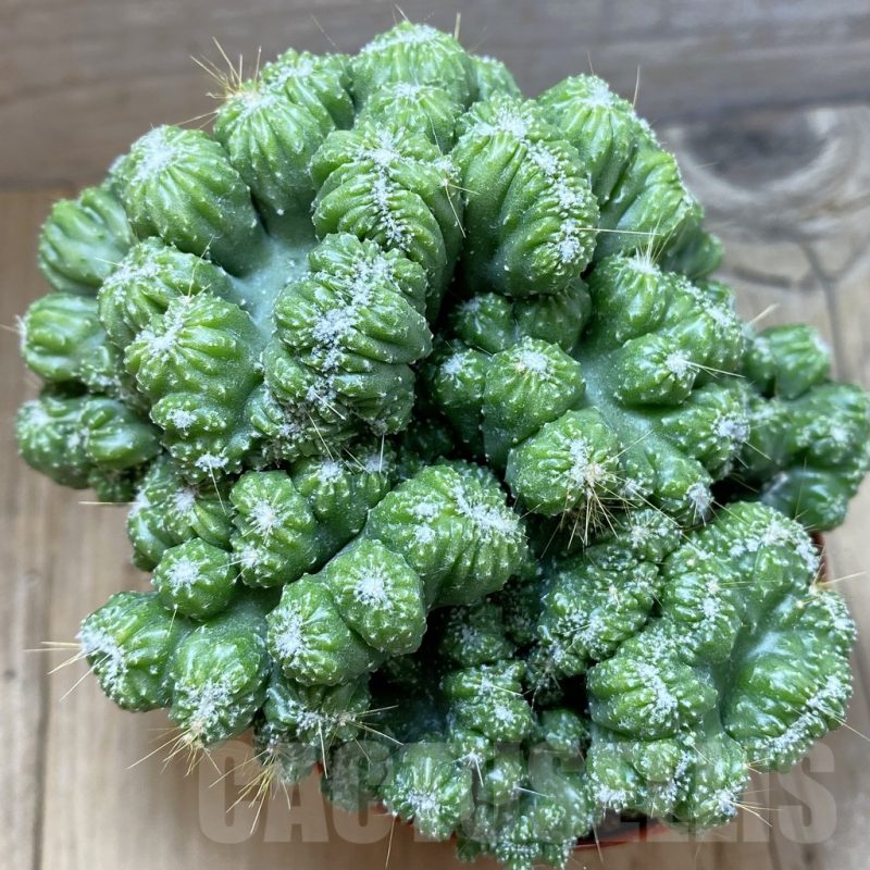 SHND5485 Cereus peruvianus 'Coral', clon 2