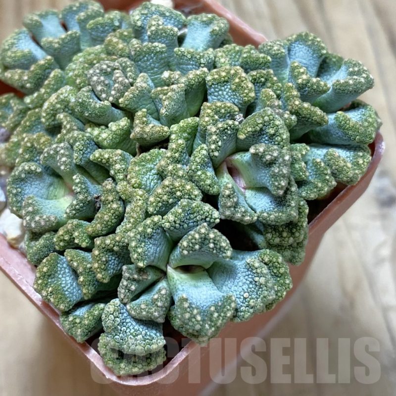SHPR23122 Titanopsis calcarea