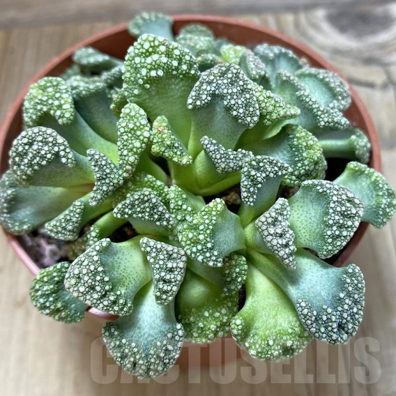 SHPR23976 Titanopsis calcarea