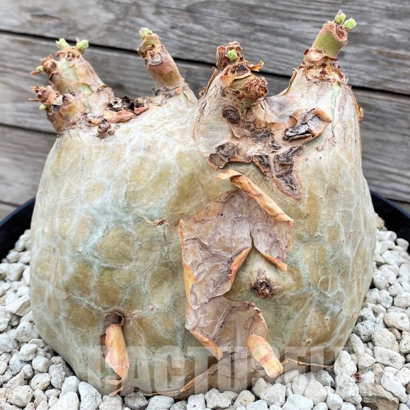 SHPR24731 Cyphostemma uter v. macropus