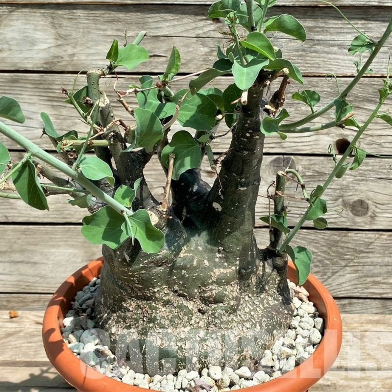 SHPR24838 Adenia spinosa