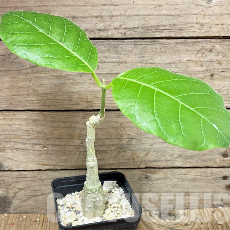 SHPR25159 Fockea multiflora ES 20248