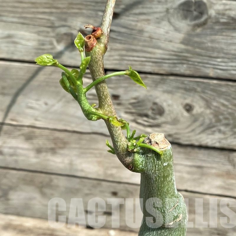 SHPR25561 Adenia sp. crystal epidermis