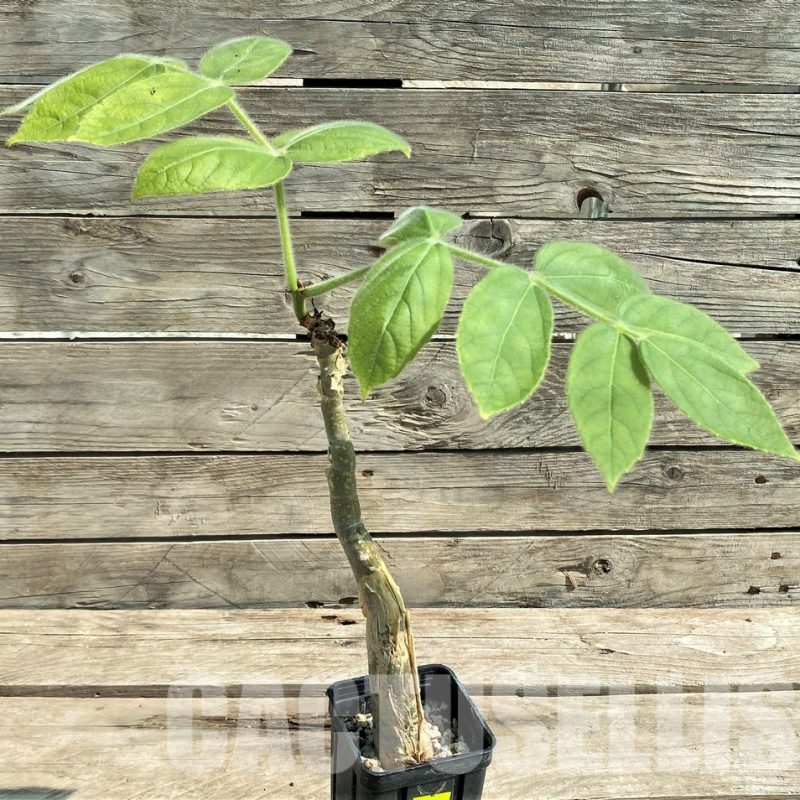 SHPR28950 Cyphostemma sakalava