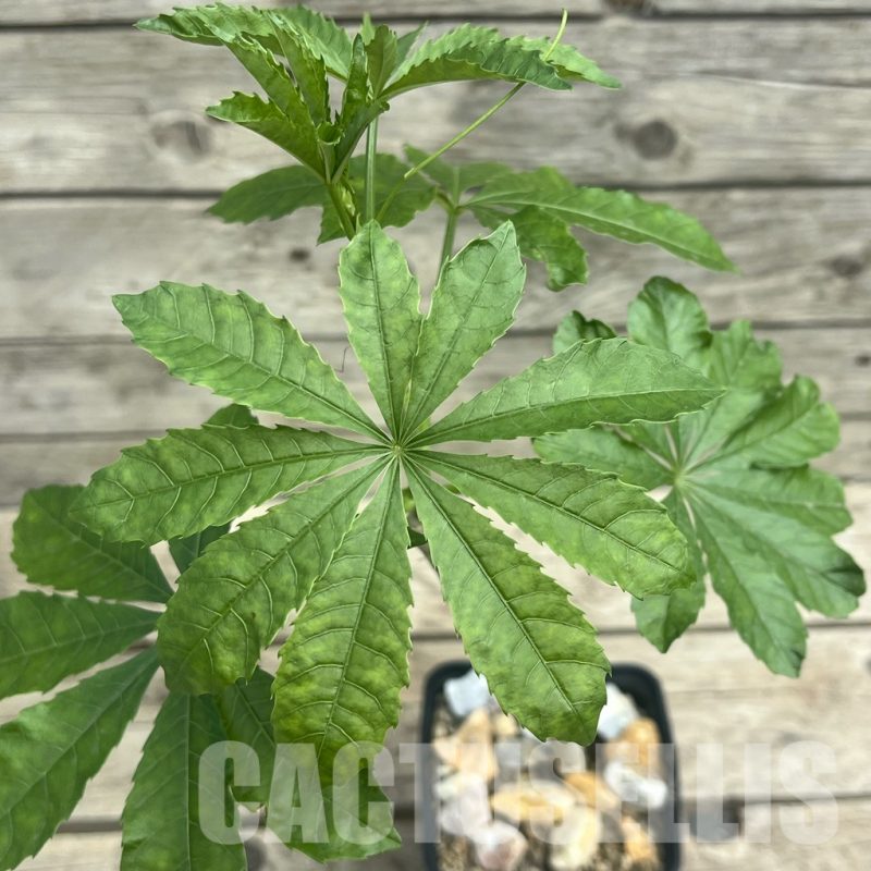 SHPR30309 Cyphostemma greenway