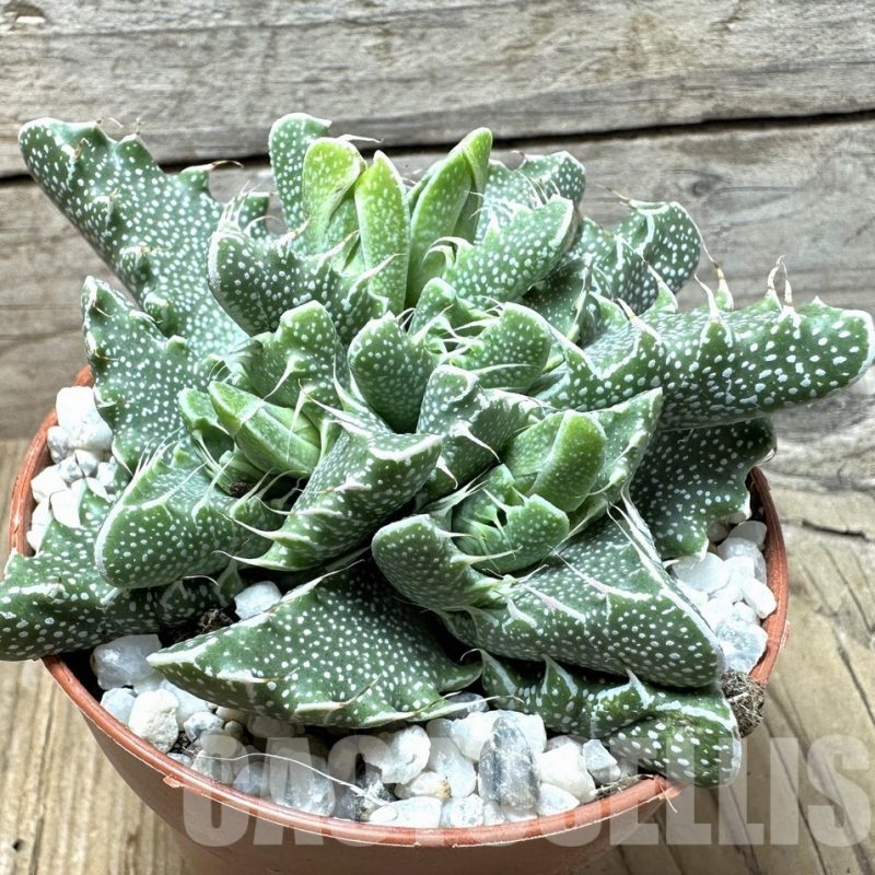 SL36599 Faucaria tigrina