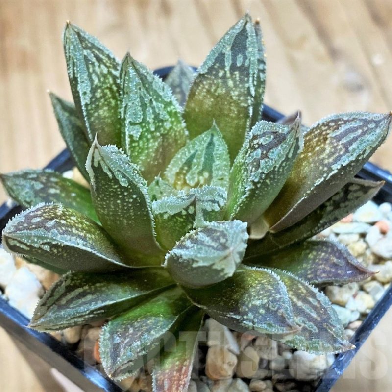 VVG12006 Haworthia VVG30 x 'Yulia'