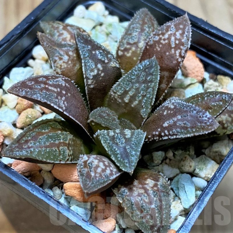 VVG11617 Haworthia ‘Black Major’ x ‘Yulia’ F2 seedling