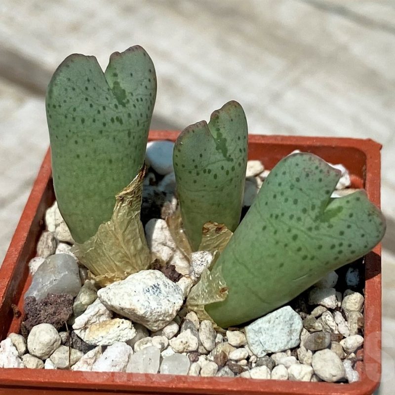 VVG11802 Conophytum taylorianum subs. ernianum -Zebrafontein- RV 1264
