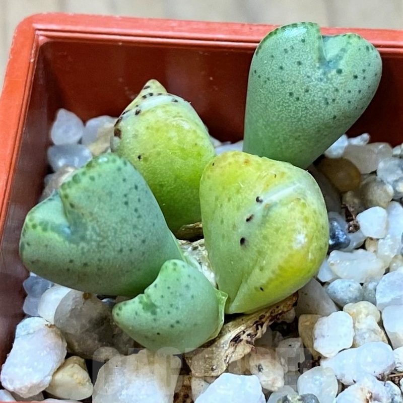 VVG11936 Conophytum ernianum ex. MG 1419.45